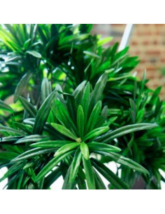 plante-artificielle-design-podocarpus-tanamam 2