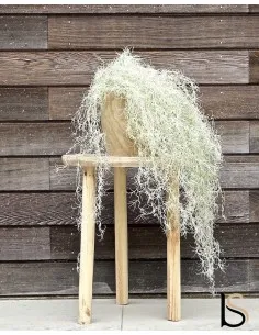 Magnifique Tillandsias artificiel 22 cm